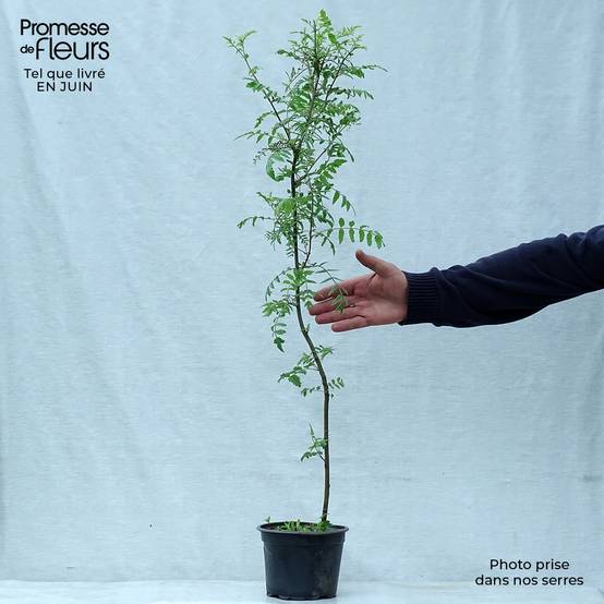 Sorbus aucuparia - Sorbier des oiseleurs Pot de 2L/3L - Image 2