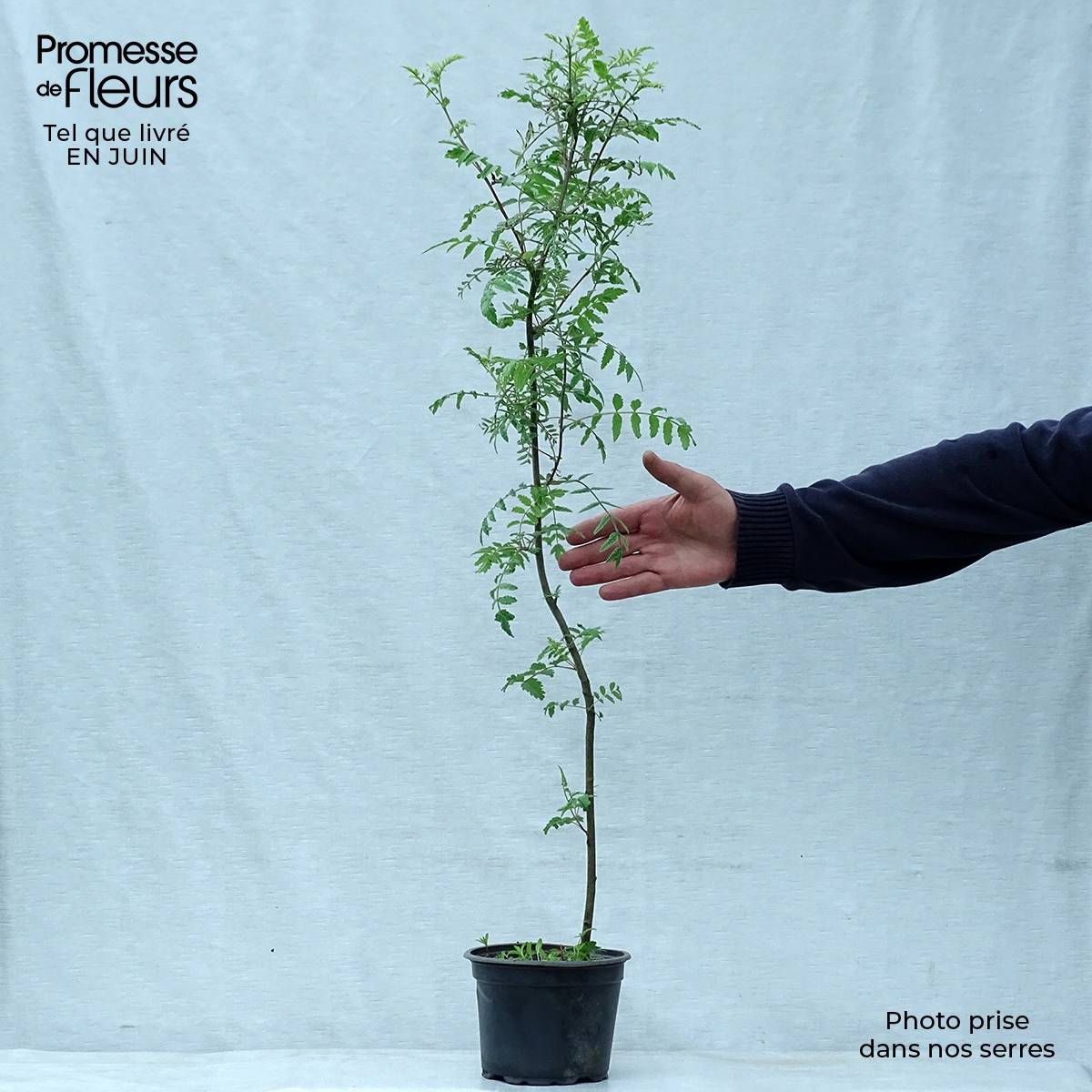 Sorbus aucuparia - Sorbier des oiseleurs Pot de 2L/3L - Image 2