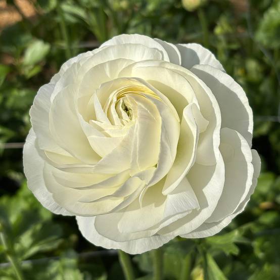 Promesse de Fleurs - Renoncule des fleuristes Romance Courchevel – Ranunculus asiaticus Bulbe calibre 8+