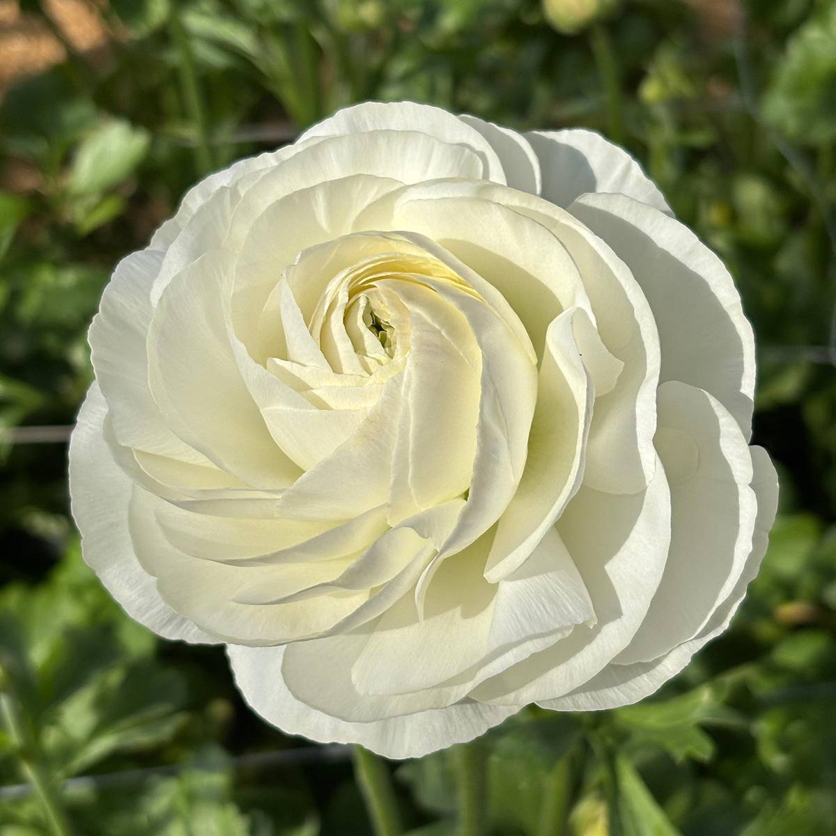 Promesse de Fleurs - Renoncule des fleuristes Romance Courchevel – Ranunculus asiaticus Bulbe calibre 8+