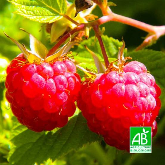 Framboisier 'Willamette' BIO (Rubus idaeus 'Willamette') - Godet 9cm - Pépinières Naudet - Image 1
