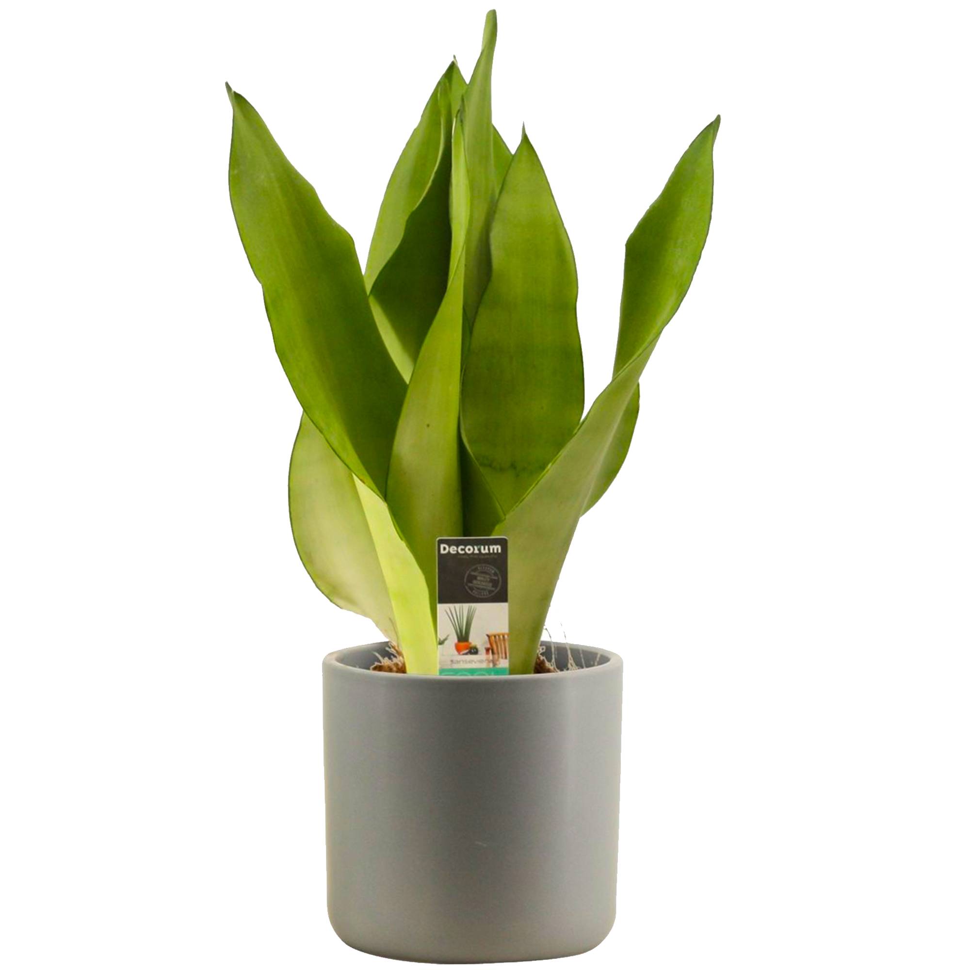 Gardenersdream - 1 X Sansevieria Moonshine - Langue De Belle-Mère | Plante En Pot Parfaite Pour La Maison Ou Le Bureau - GardenersDream - Image 1