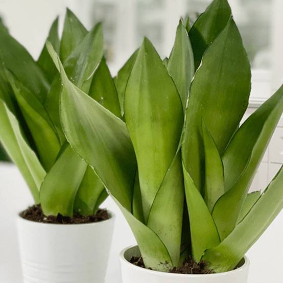 Gardenersdream - 1 X Sansevieria Moonshine - Langue De Belle-Mère | Plante En Pot Parfaite Pour La Maison Ou Le Bureau - GardenersDream - Image 3