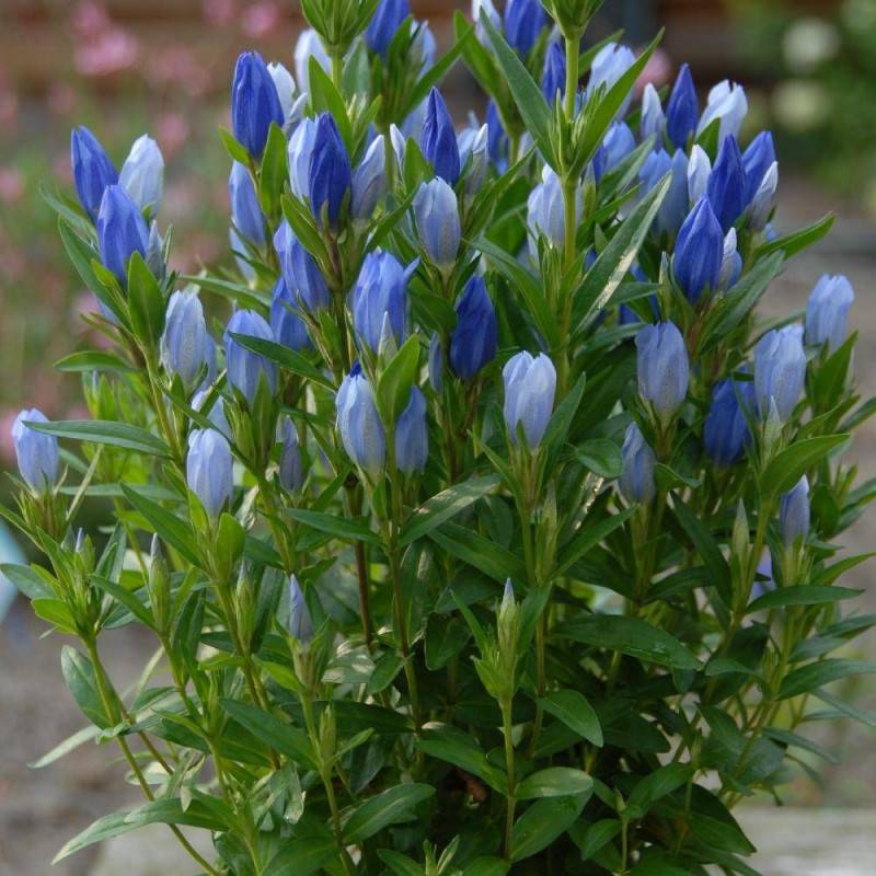 Gentiane makinoi Blue Star® à fleurs Bleue/ - feuillage Semi-Persistant - Godet - 5/20 cm