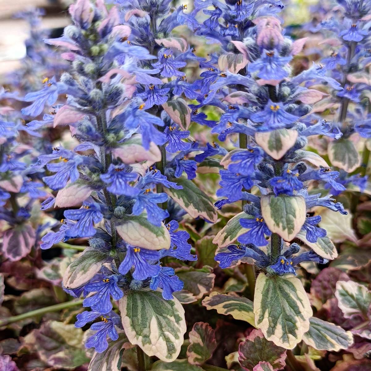 Promesse de Fleurs - Bugle rampante - Ajuga reptans Burgundy Glow Godet de 7/8 cm