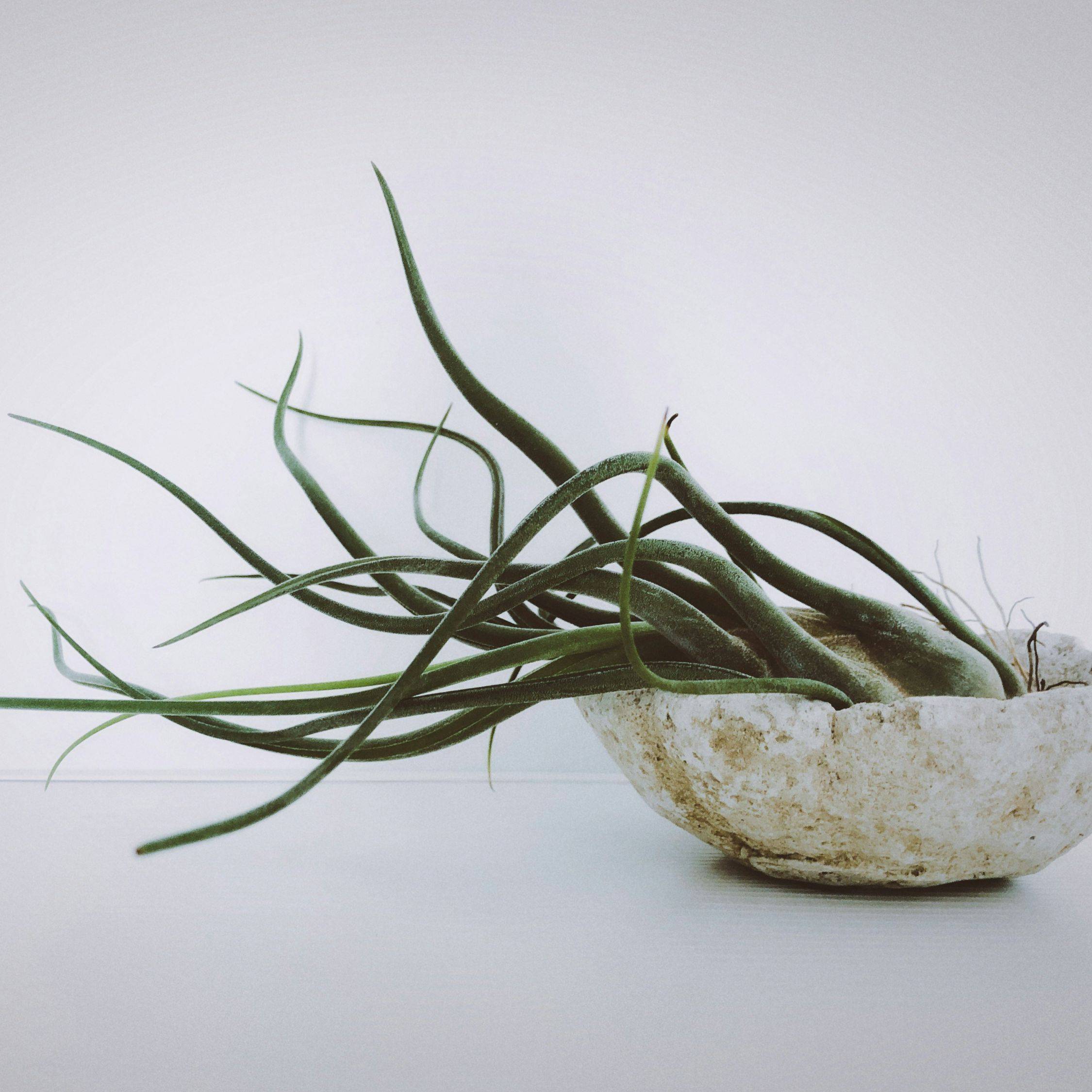Plant In A Box - Plante aérienne - Set de 24 - Tillandsia - Hauteur 5-15cm - ⌀5cm - Image 3