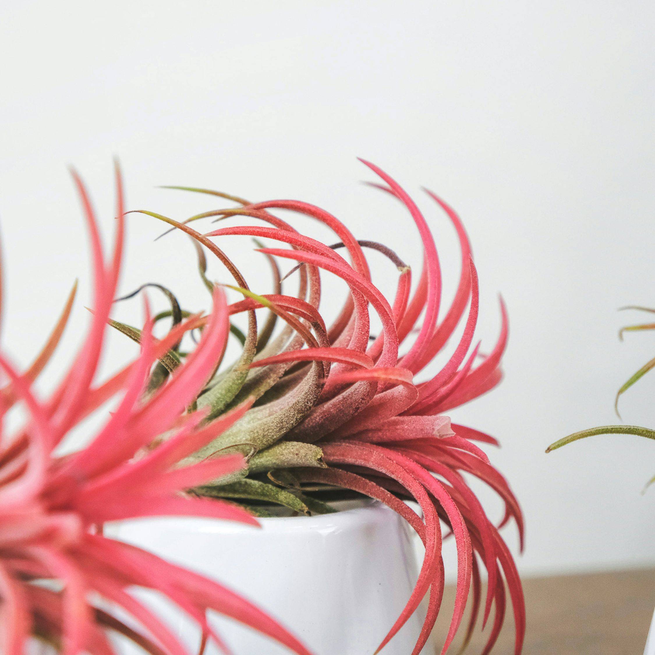 Plant In A Box - Plante aérienne - Set de 24 - Tillandsia - Hauteur 5-15cm - ⌀5cm - Image 2