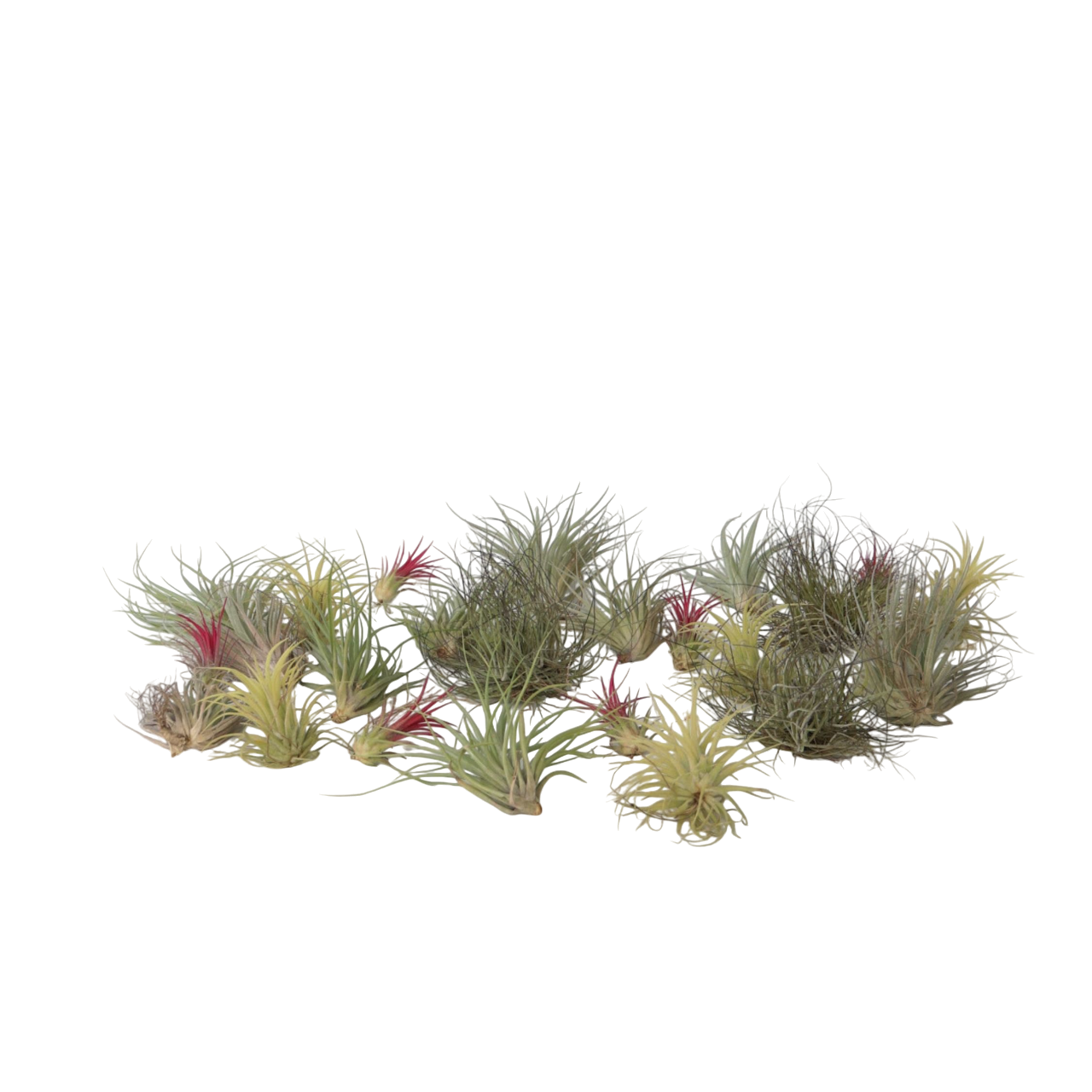 Plant In A Box - Plante aérienne - Set de 24 - Tillandsia - Hauteur 5-15cm - ⌀5cm - Image 1