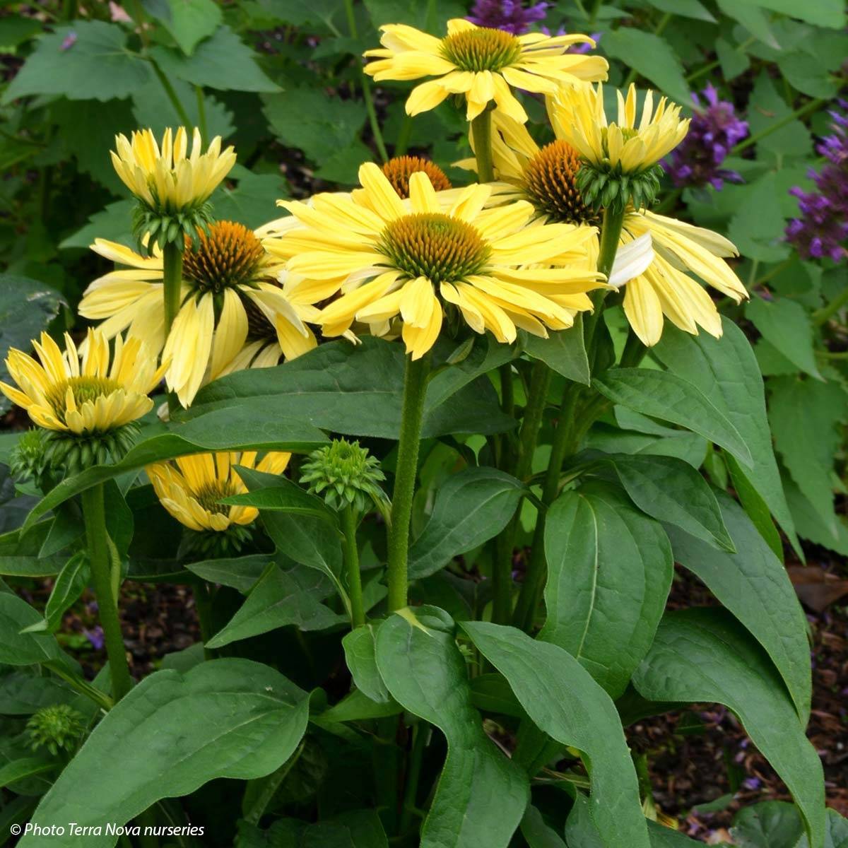Promesse de Fleurs - Echinacea Chiquita - Echinacée Godet de 8/9 cm