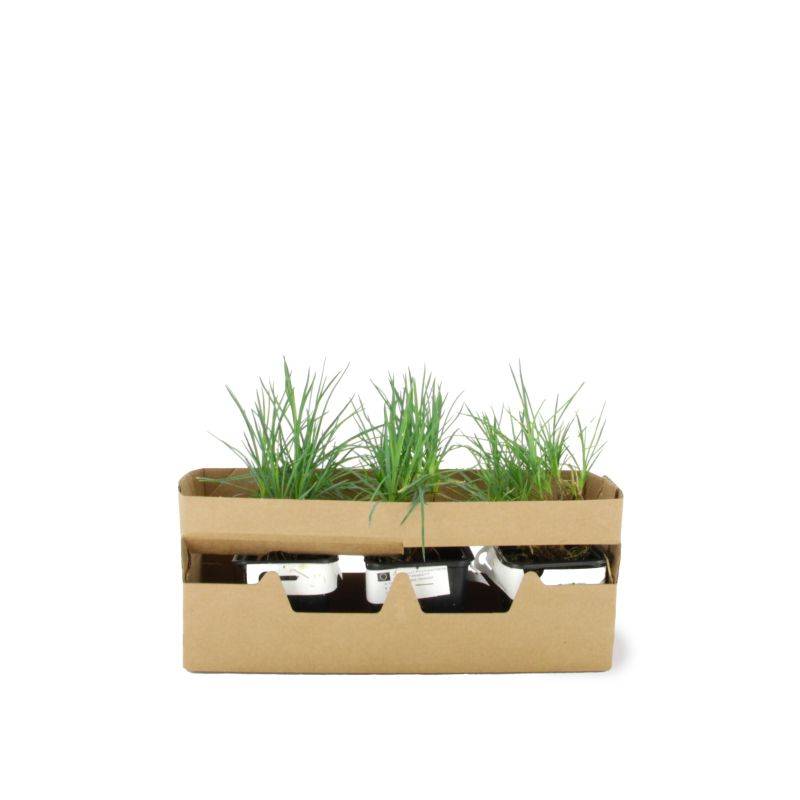 3 Oeillets 'Desmond' (Dianthus 'Desmond') - Lot de 3 vivaces - Pépinières Naudet - Image 4