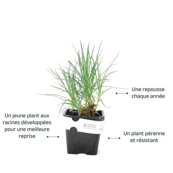 3 Oeillets 'Desmond' (Dianthus 'Desmond') - Lot de 3 vivaces - Pépinières Naudet - Image 3