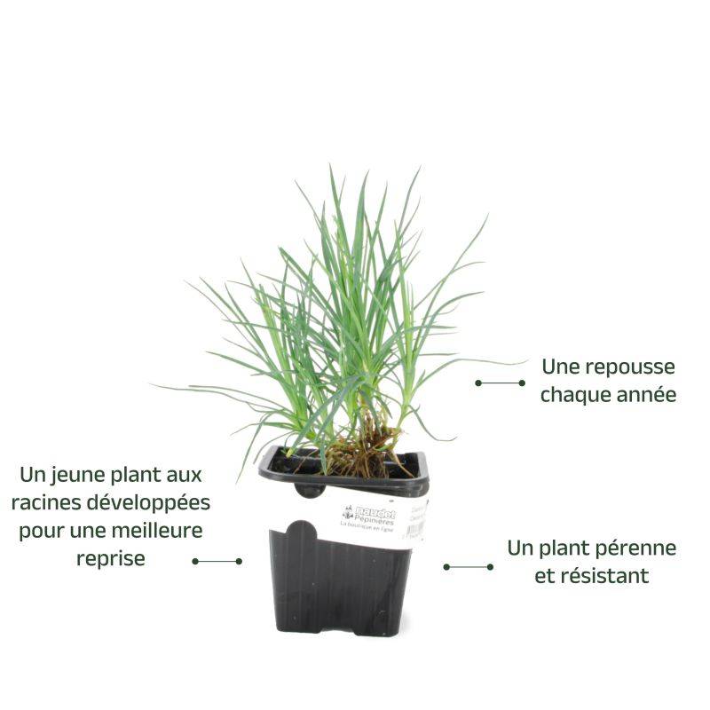 3 Oeillets 'Desmond' (Dianthus 'Desmond') - Lot de 3 vivaces - Pépinières Naudet - Image 3