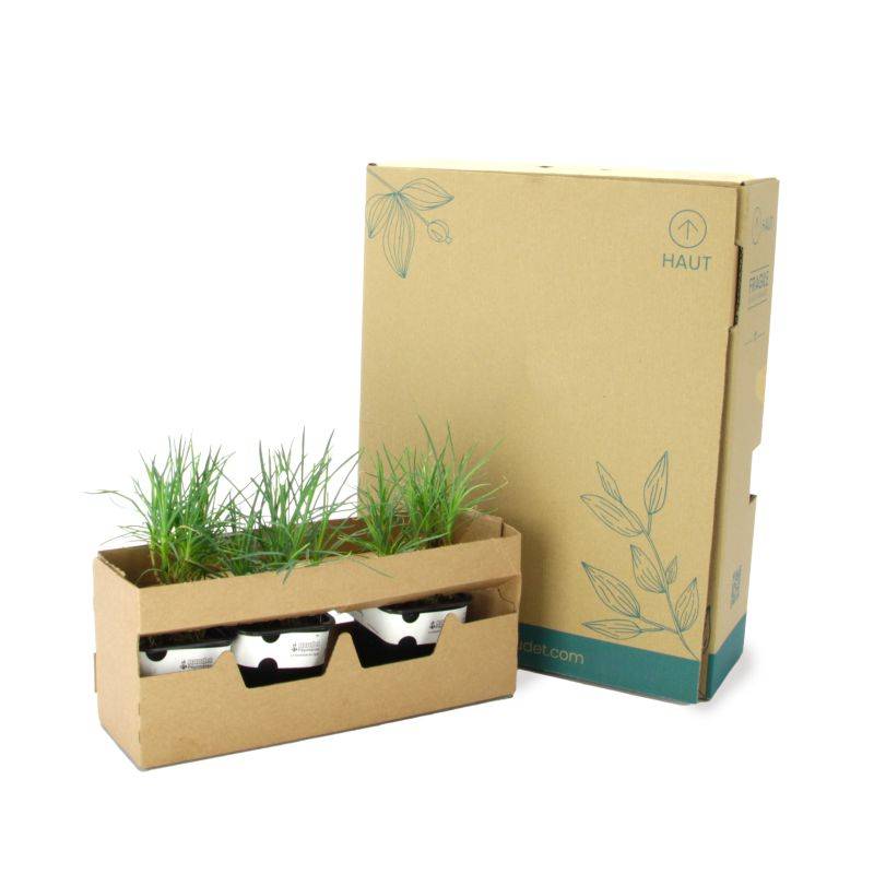 3 Oeillets 'Desmond' (Dianthus 'Desmond') - Lot de 3 vivaces - Pépinières Naudet - Image 5