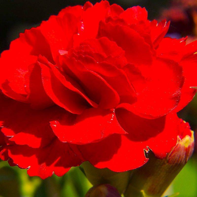 3 Oeillets 'Desmond' (Dianthus 'Desmond') - Lot de 3 vivaces - Pépinières Naudet - Image 1
