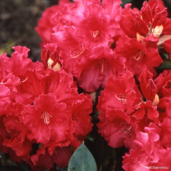 Promesse de Fleurs - Rhododendron Markeeta's Prize - Grand rhododendron Pot de 4L/5L