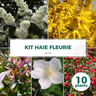 Haie Fleurie - 10 arbustes - - Pépinières Naudet