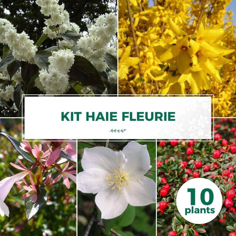 Haie Fleurie - 10 arbustes -  - Pépinières Naudet - Image 1