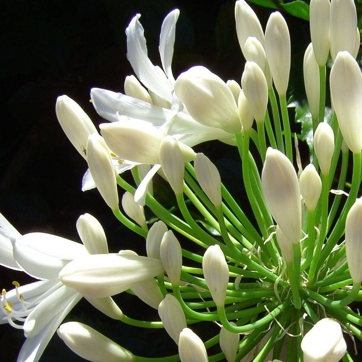 Agapanthe Kilmurry White® à fleurs Blanche - feuillage Semi-Persistant - Pot de 3L - Touffe-  hauteur à maturité De 0,50 m à 1,00 m - Image 1