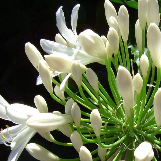 Agapanthe Kilmurry White® à fleurs Blanche - feuillage Semi-Persistant - Pot de 3L - Touffe- hauteur à maturité De 0,50 m à 1,00 m - Image 8