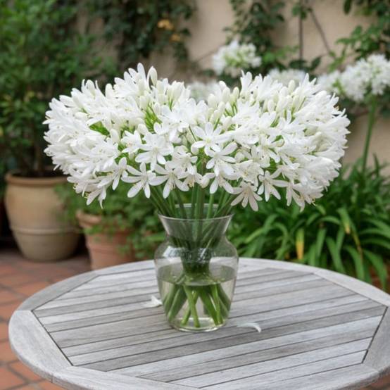 Agapanthe Kilmurry White® à fleurs Blanche - feuillage Semi-Persistant - Pot de 3L - Touffe- hauteur à maturité De 0,50 m à 1,00 m - Image 5