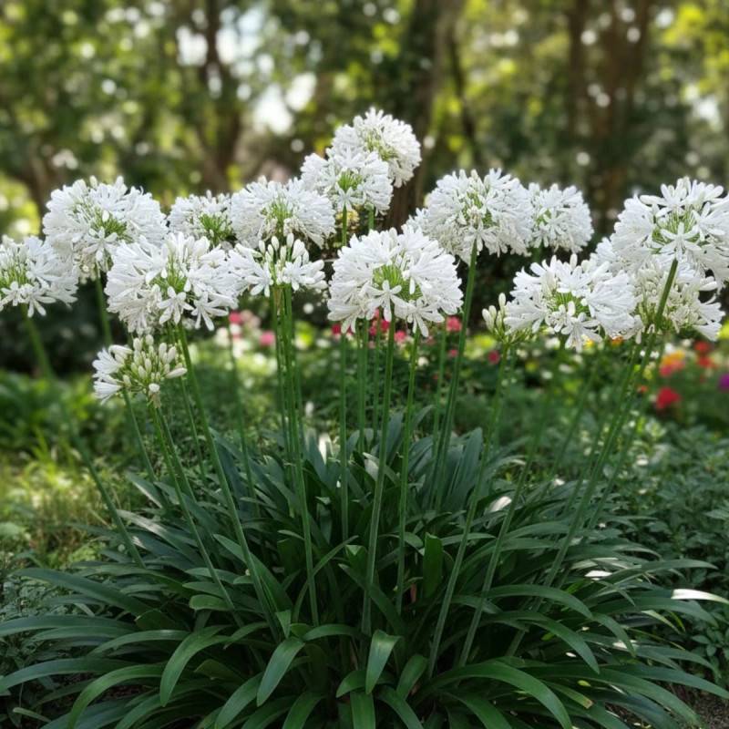 Agapanthe Kilmurry White® à fleurs Blanche - feuillage Semi-Persistant - Pot de 3L - Touffe-  hauteur à maturité De 0,50 m à 1,00 m - Image 2