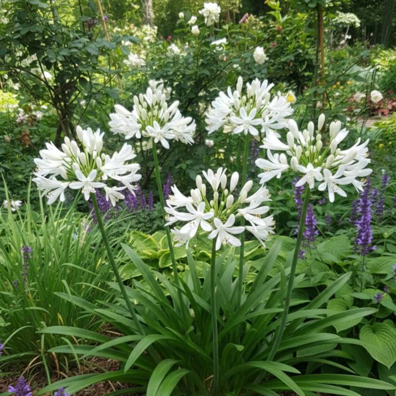 Agapanthe Kilmurry White® à fleurs Blanche - feuillage Semi-Persistant - Pot de 3L - Touffe-  hauteur à maturité De 0,50 m à 1,00 m - Image 3