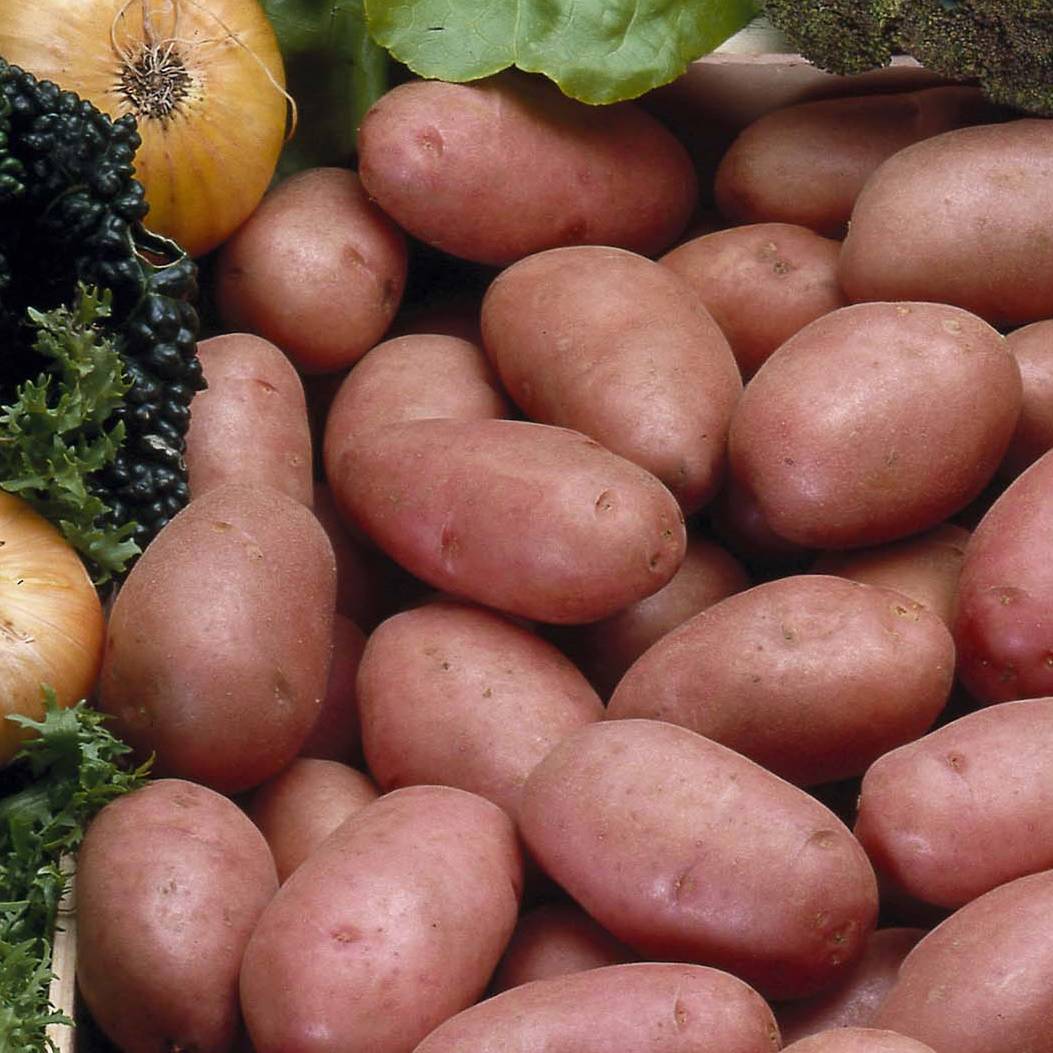 Pommes de terre Rosabelle - Solanum tuberosum Pièce calibre 25/40 mm, Sac de 1,5Kg (env. 50 plants)