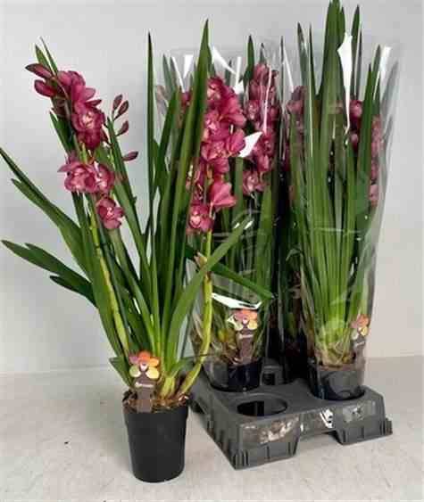 Sans Marque - Cymbidium hybride rouge Taille:Pot de 1 litre ? 60/80cm