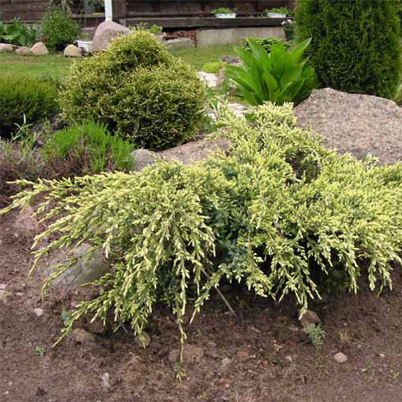 Genévrier écailleux - Juniperus squamata Holger Pot de 2L/3L - Image 1