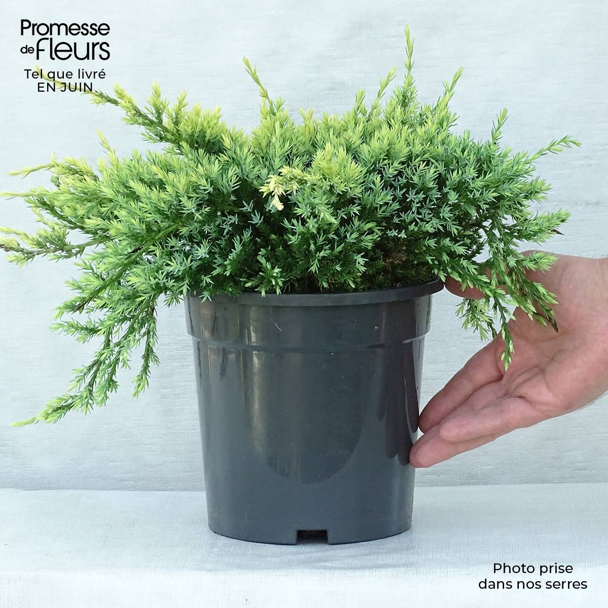 Genévrier écailleux - Juniperus squamata Holger Pot de 2L/3L - Image 2