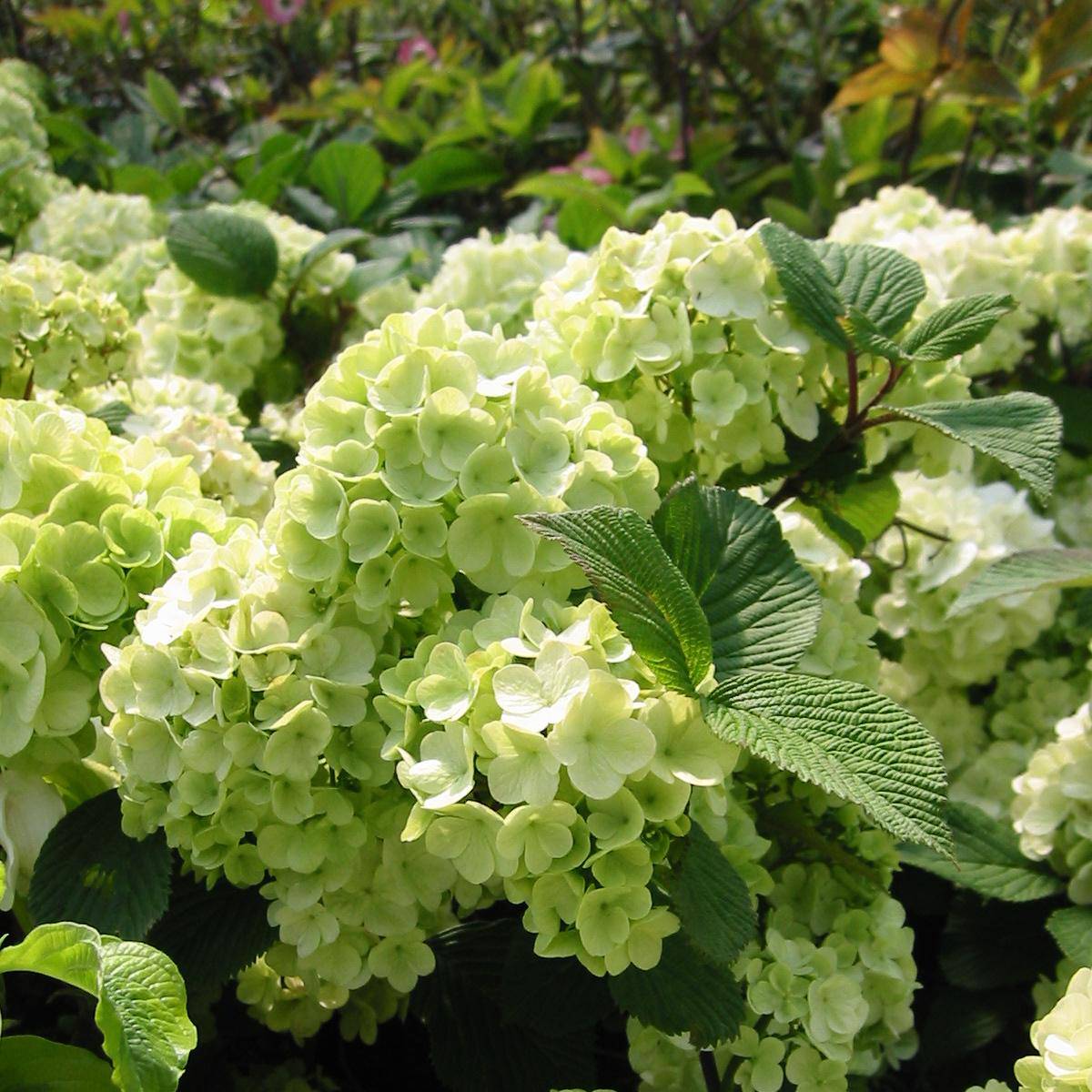 Promesse de Fleurs - Viorne - Viburnum plicatum Rotundifolium Pot de 3L/4L