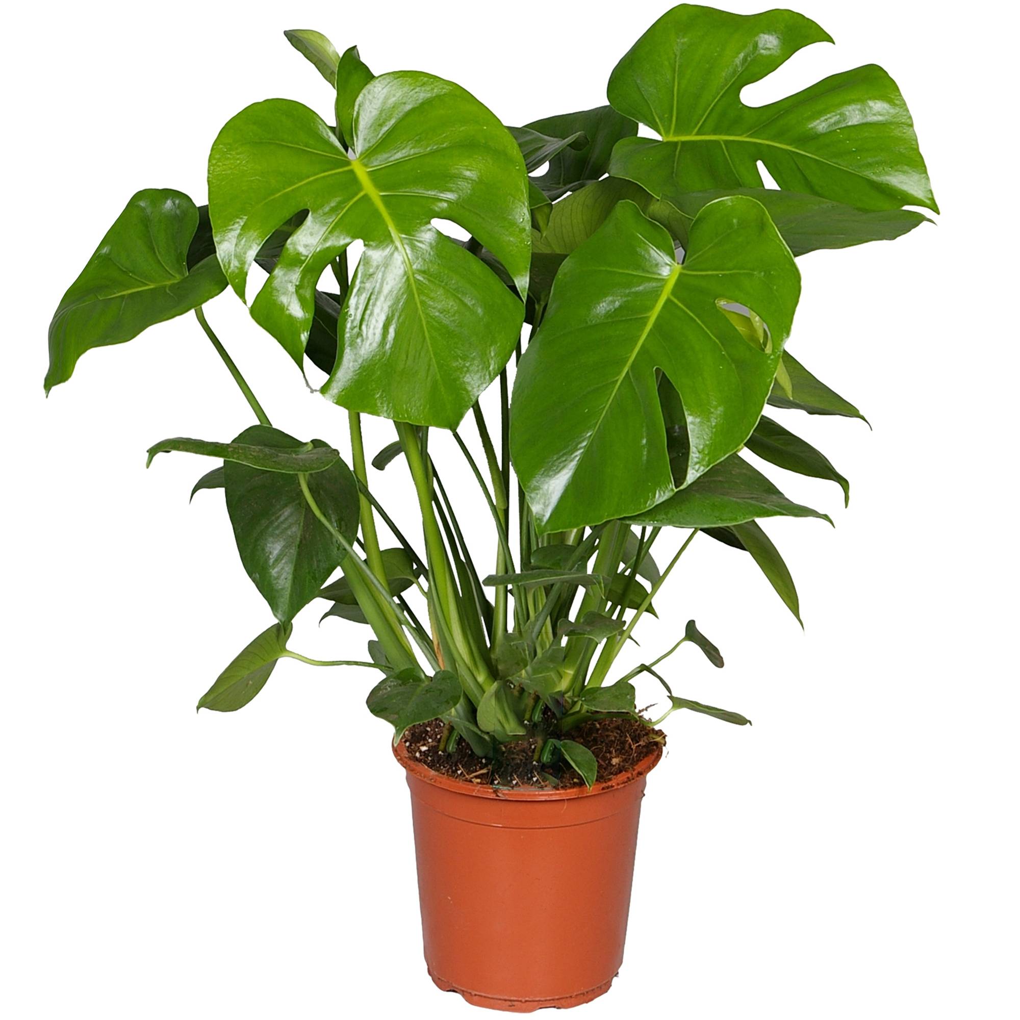 Gardenersdream - Plante D'Intérieur 40-50Cm En Pot | Monstera Deliciosa Faux Philodendron - GardenersDream - Image 2