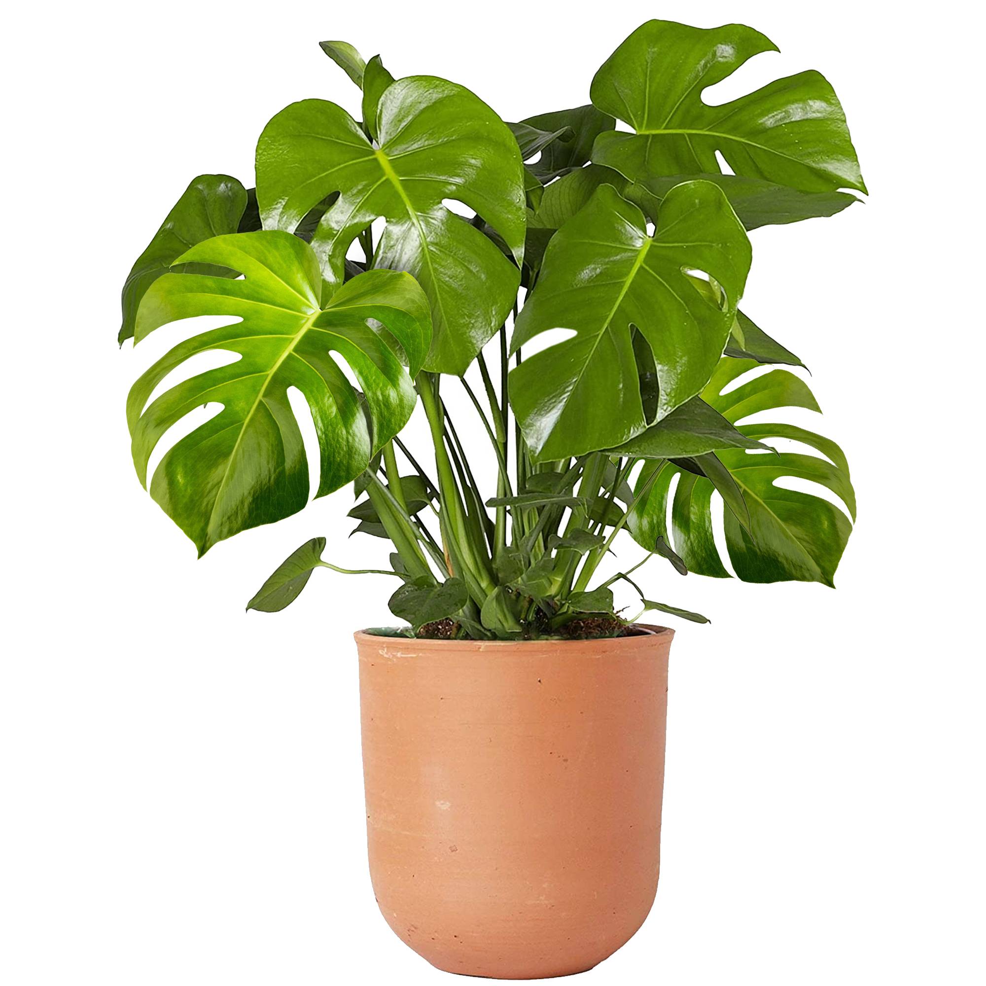 Gardenersdream - Plante D'Intérieur 40-50Cm En Pot | Monstera Deliciosa Faux Philodendron - GardenersDream - Image 1