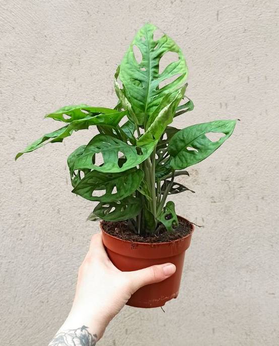 Monstera Adansonii - Monkey Leaf Medium D. 12cm H. 35cm - Plante d'intérieur - IndoorPoppies - Image 1
