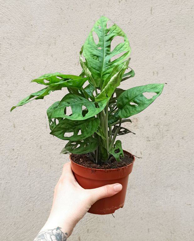 Monstera Adansonii - Monkey Leaf Medium D. 12cm H. 35cm - Plante d'intérieur - IndoorPoppies