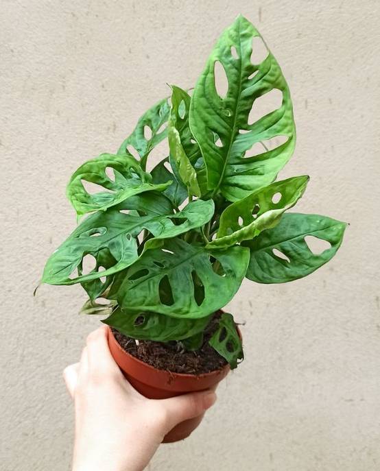 Monstera Adansonii - Monkey Leaf Medium D. 12cm H. 35cm - Plante d'intérieur - IndoorPoppies - Image 2