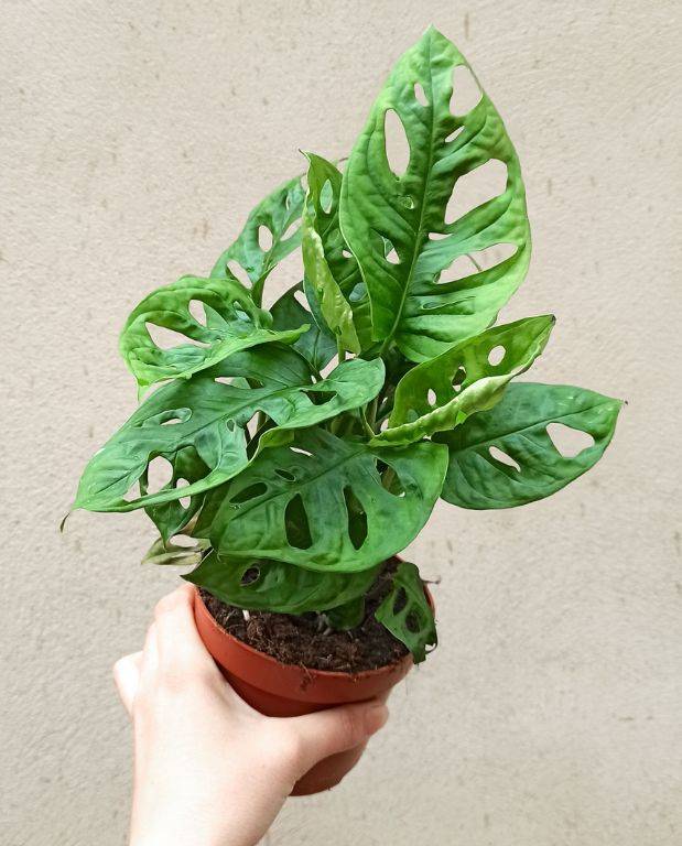 Monstera Adansonii - Monkey Leaf Medium D. 12cm H. 35cm - Plante d'intérieur - IndoorPoppies - Image 2