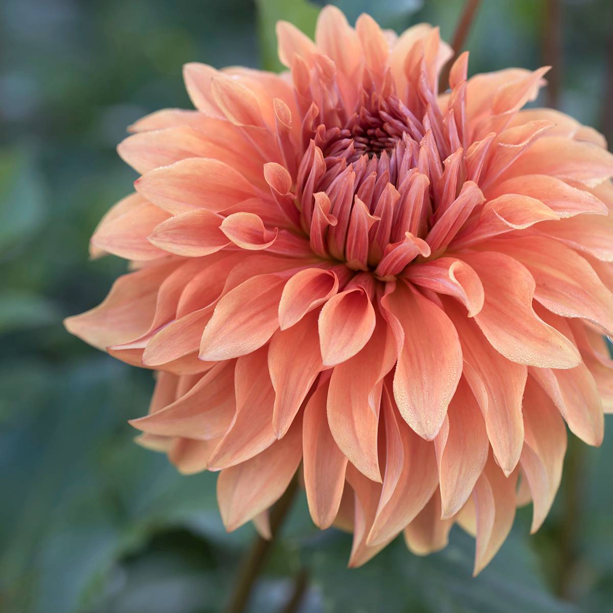 Promesse de Fleurs - Dahlia géant Fairway Spur Bulbe calibre I