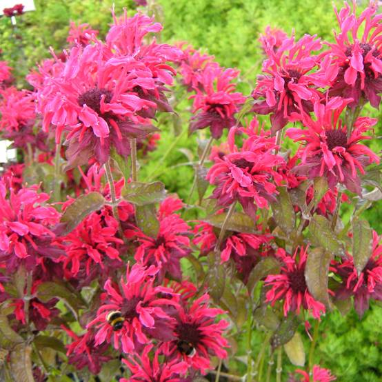 Monarde Feuerschopf - Bergamote rouge intense. Godet de 8/9 cm