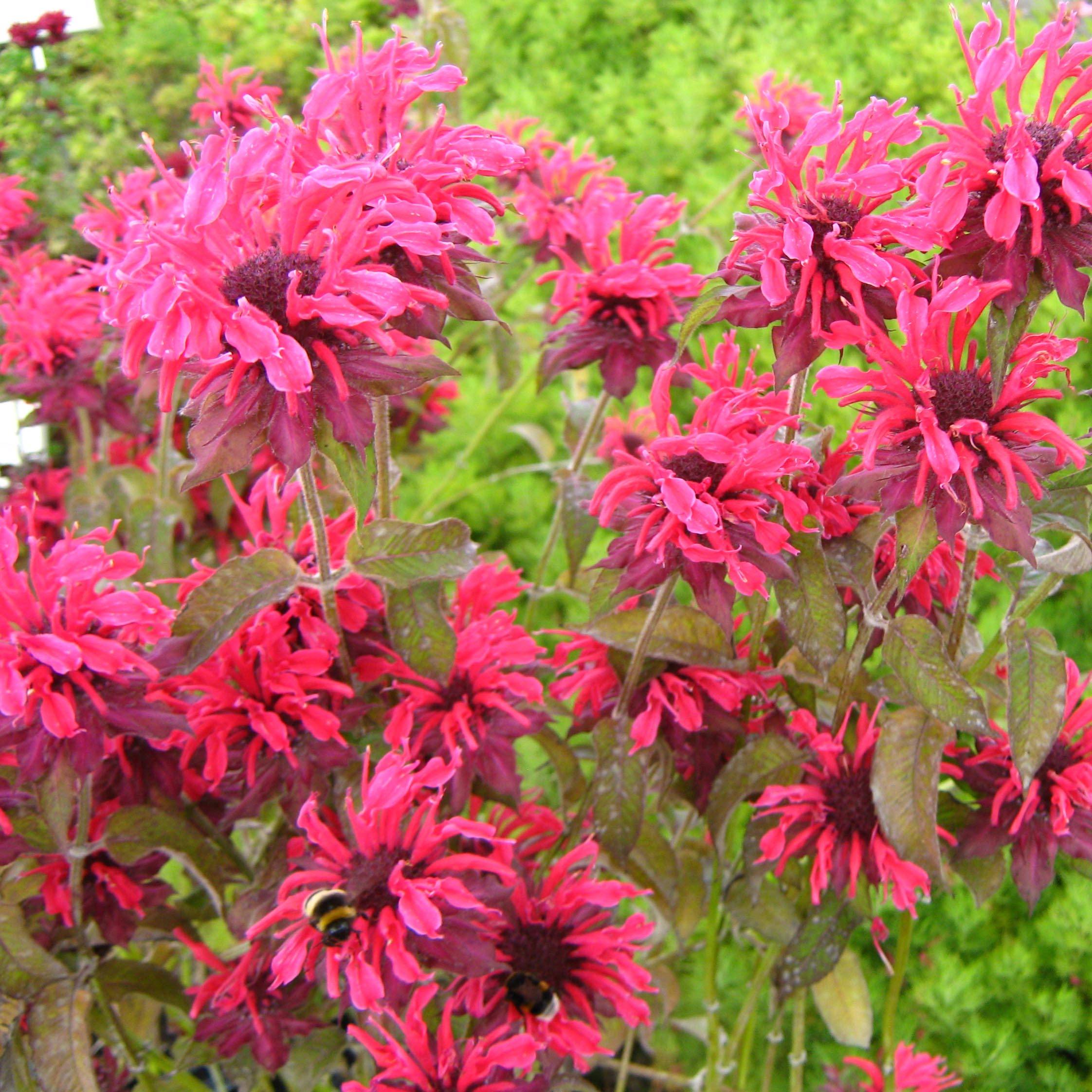 Monarde Feuerschopf - Bergamote rouge intense. Godet de 8/9 cm
