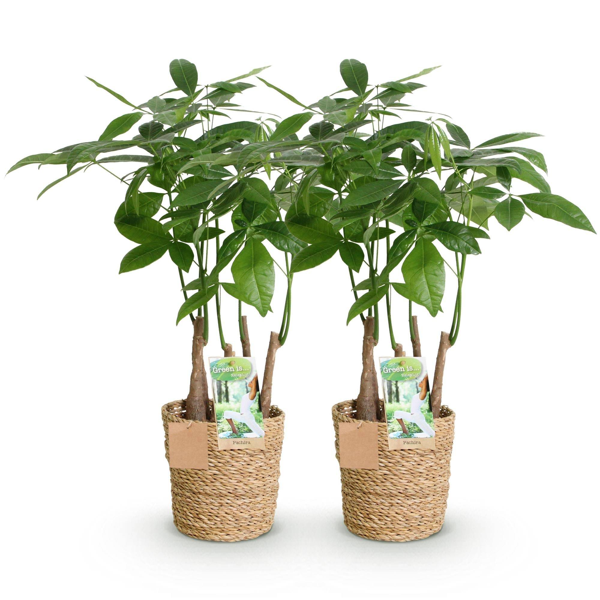 Pachira Aquatica Multitronc - D17 H55cm - Image 3