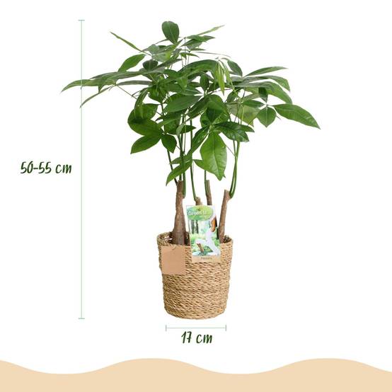 Pachira Aquatica Multitronc - D17 H55cm - Image 4