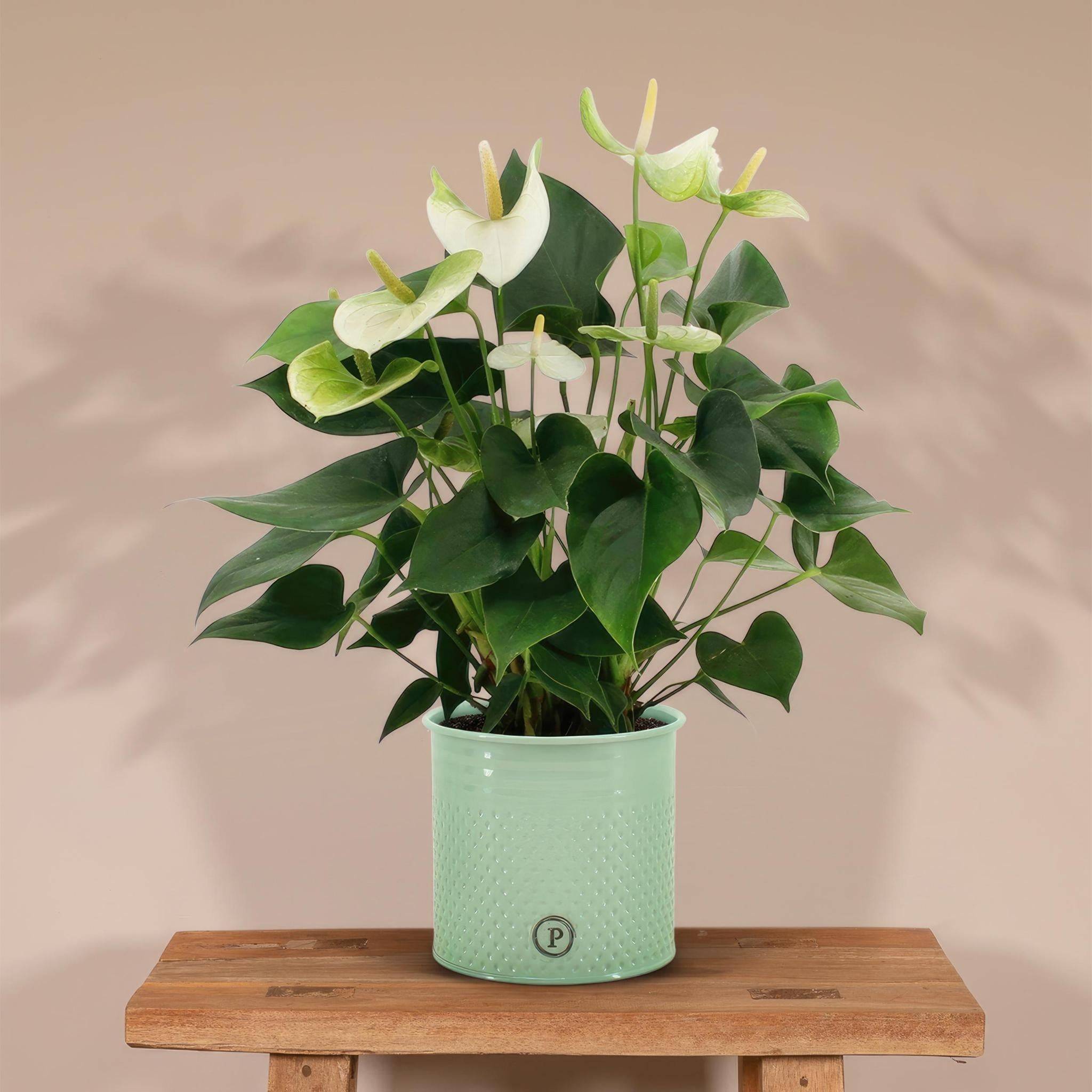 Anthurium andreanum Namora et son pot- La Green Touch Vert - Hauteur 45cm - Image 2