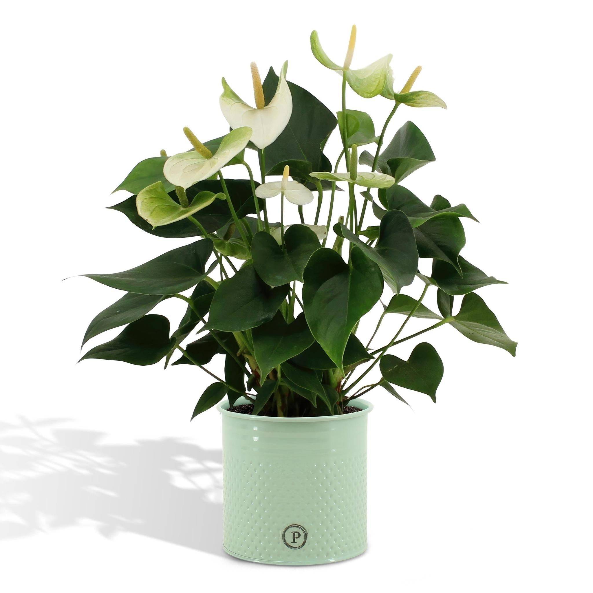Anthurium andreanum Namora et son pot- La Green Touch Vert - Hauteur 45cm - Image 1
