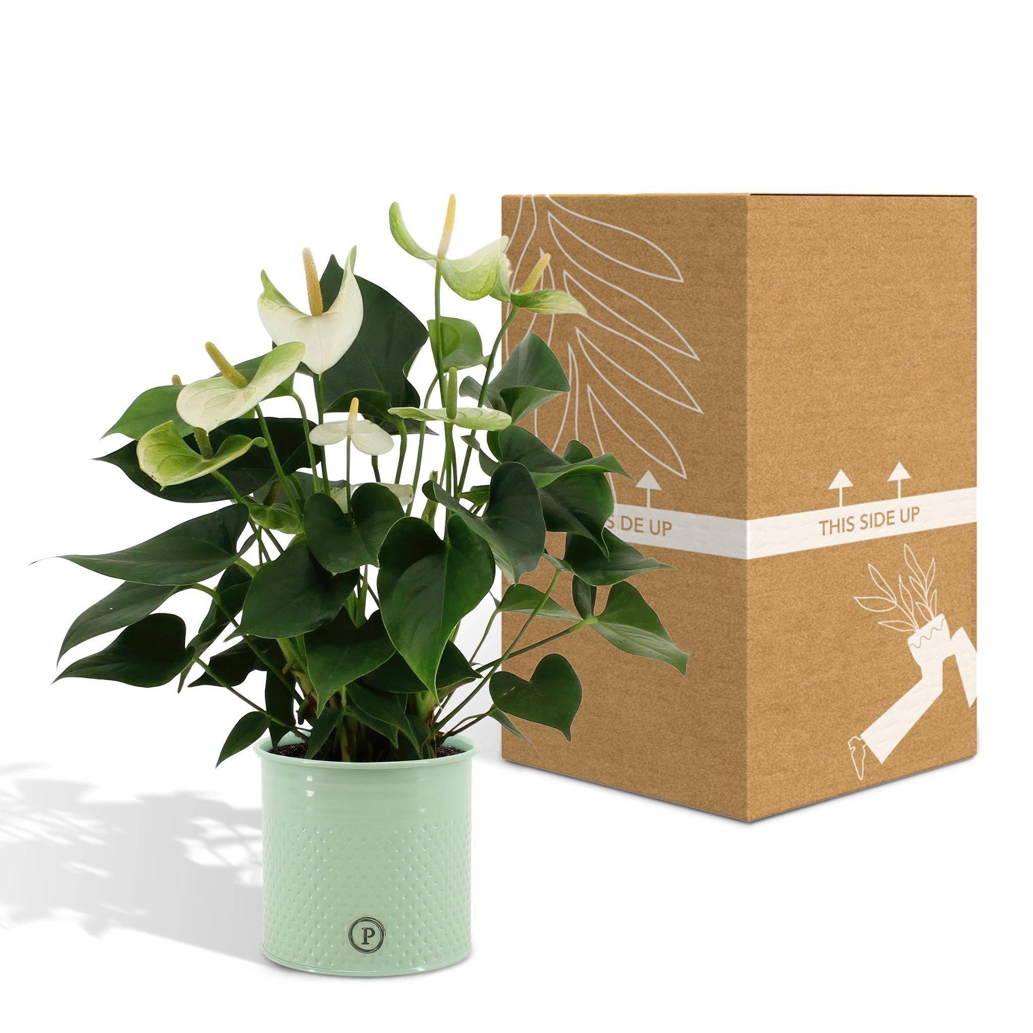Anthurium andreanum Namora et son pot- La Green Touch Vert - Hauteur 45cm - Image 5