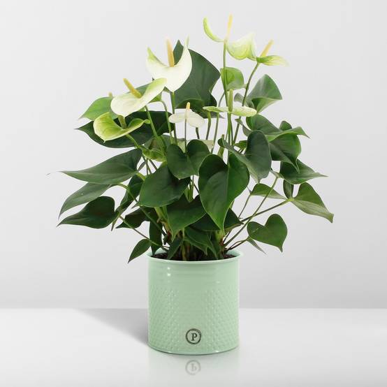 Anthurium andreanum Namora et son pot- La Green Touch Vert - Hauteur 45cm - Image 6