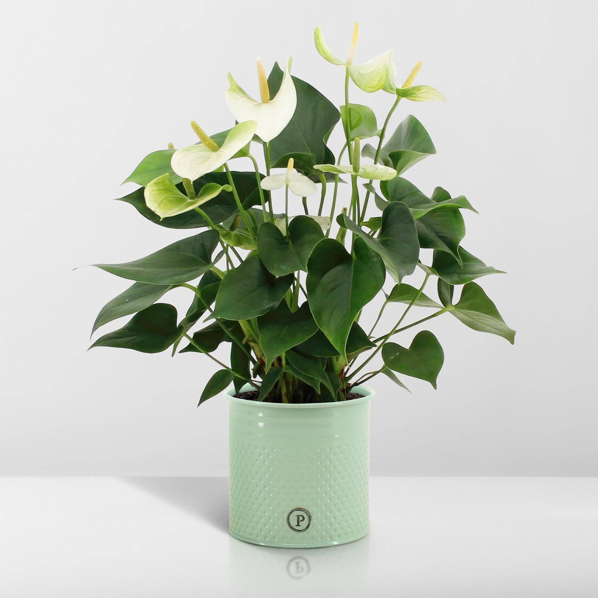 Anthurium andreanum Namora et son pot- La Green Touch Vert - Hauteur 45cm - Image 6