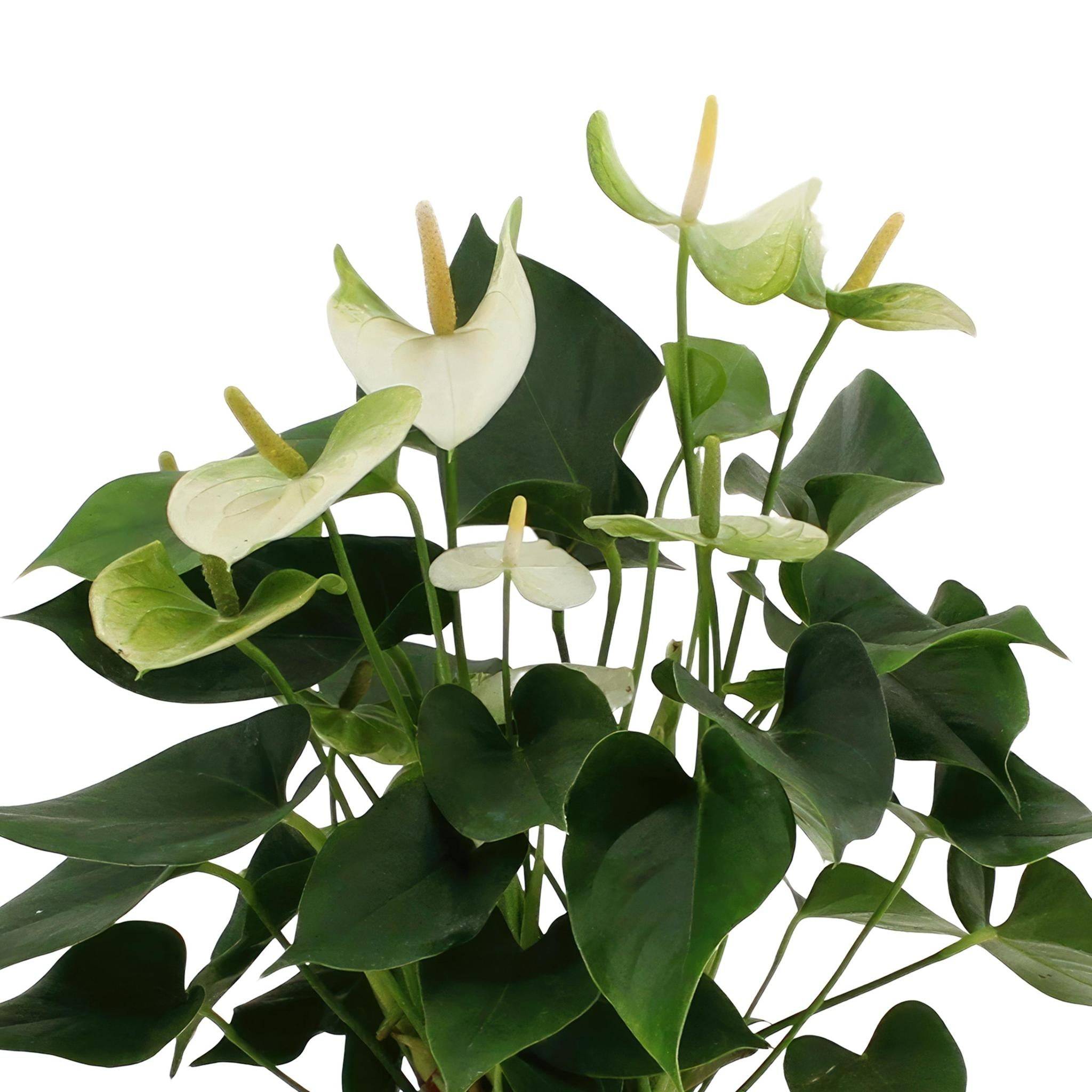 Anthurium andreanum Namora et son pot- La Green Touch Vert - Hauteur 45cm - Image 3