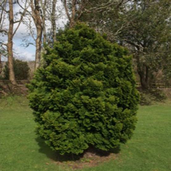 Faux cyprès du Japon 'Nana Gracilis' (Chamaecyparis obtusa 'Nana Gracilis') - Godet 9cm - Pépinières Naudet - Image 1