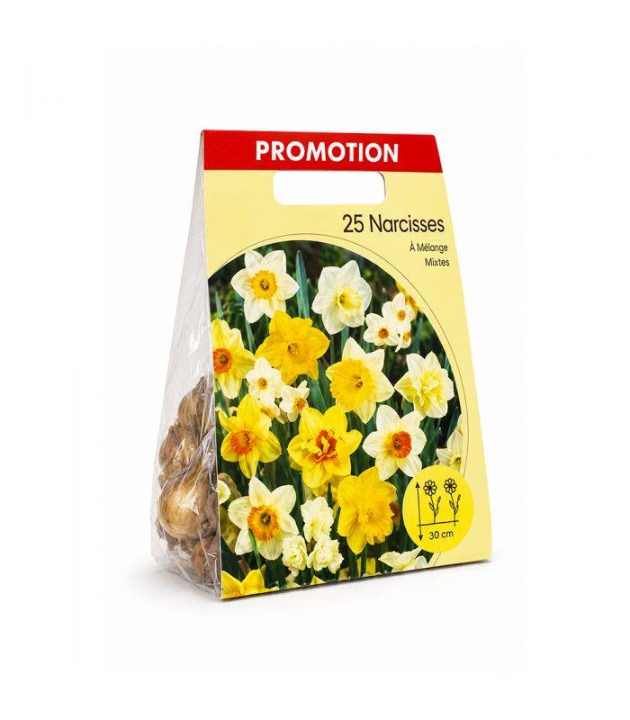 Narcisses en mélange Sgaravatti 25 bulbes, différentes formes et couleurs pour une floraison printanière variée - NAR80 - Image 2